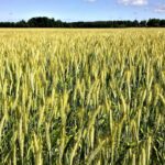 Wheat Pulling Off Lows, but Still Feeling Friday Pressure