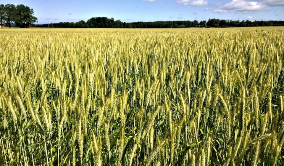 Wheat Pulling Off Lows, but Still Feeling Friday Pressure